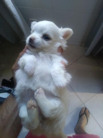 Chihuahua filhotes - Foto 2