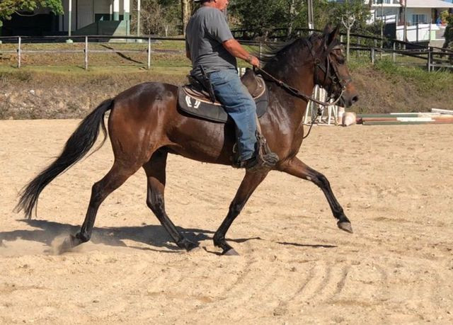 Cavalo marcha picada top