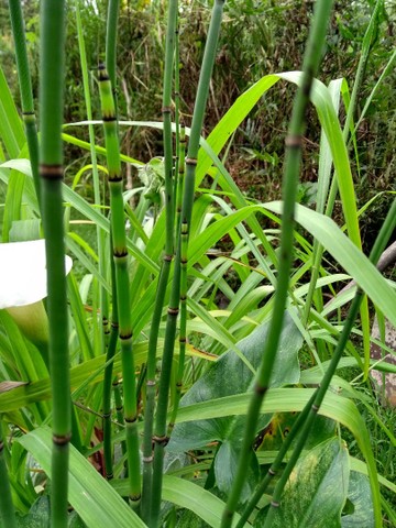 TEMPEROS ORGÂNICOS VARIADOS