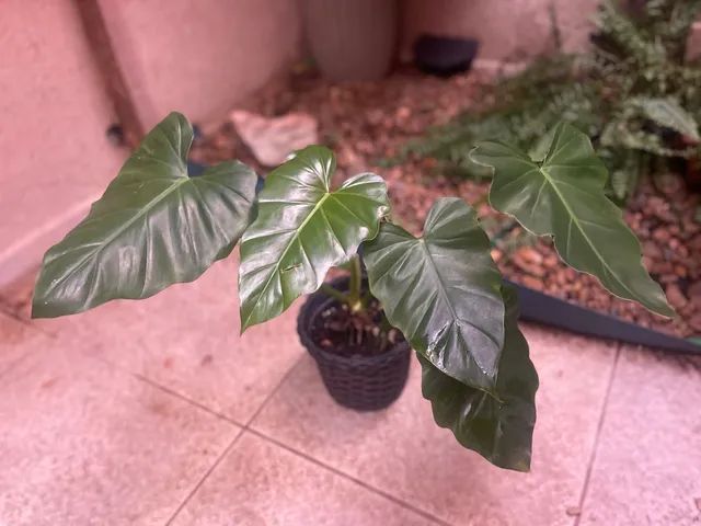 Cara-de-cavalo (Alocasia sp.)  Plantas, Idéias de jardinagem