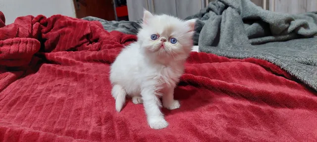 Jogo Bonito Do Gatinho Do Gato Persa Com Mamã Foto de Stock