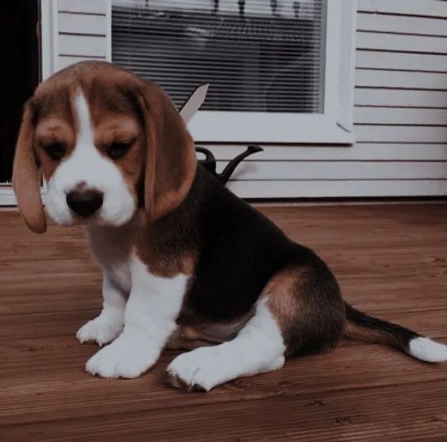 Beagle puppy hot sale olx