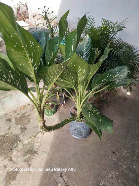 PLANTA COMIGO NINGUÉMPODE - Foto 3