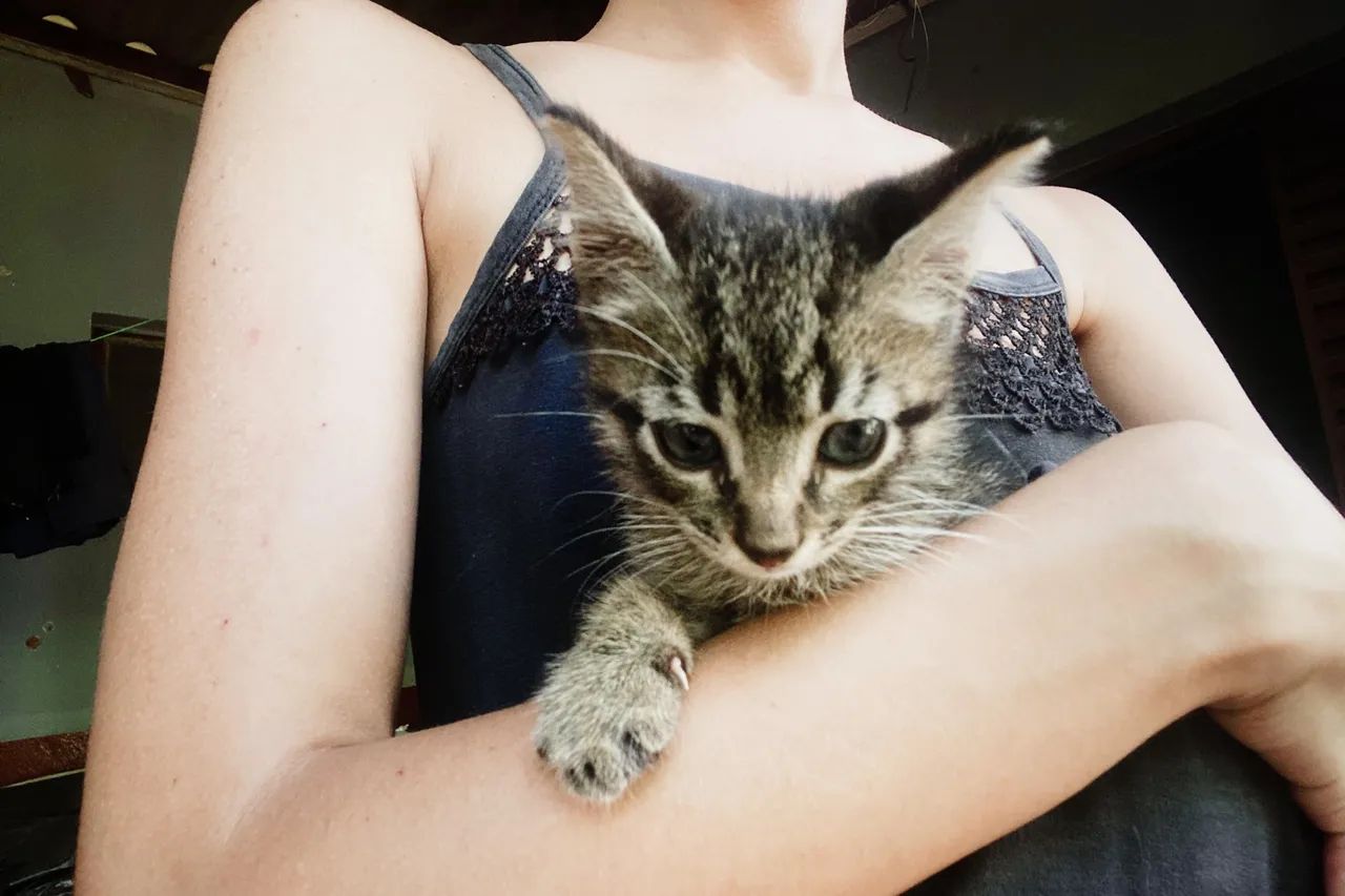 Gatinho macho filhote - Adoção  - Foto 2