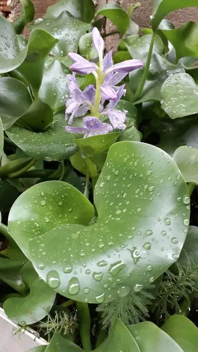 Mudas de Aguapé. - Foto 3