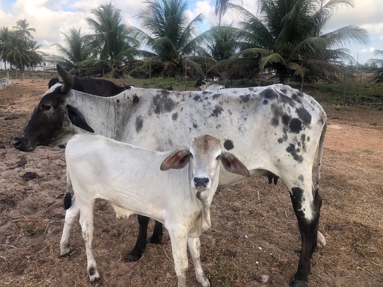 Vaca mestiça e bezerro macho