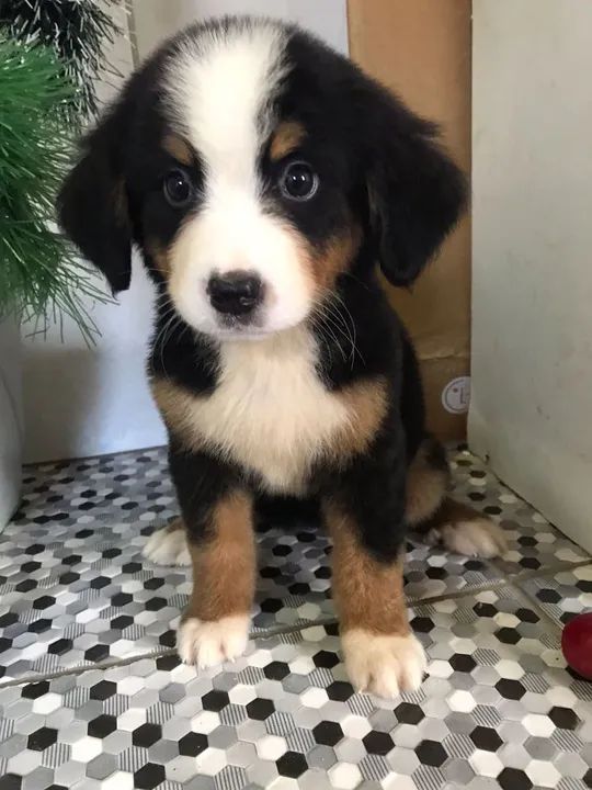 Filhote de Boiadeiro de Berna - Foto 3