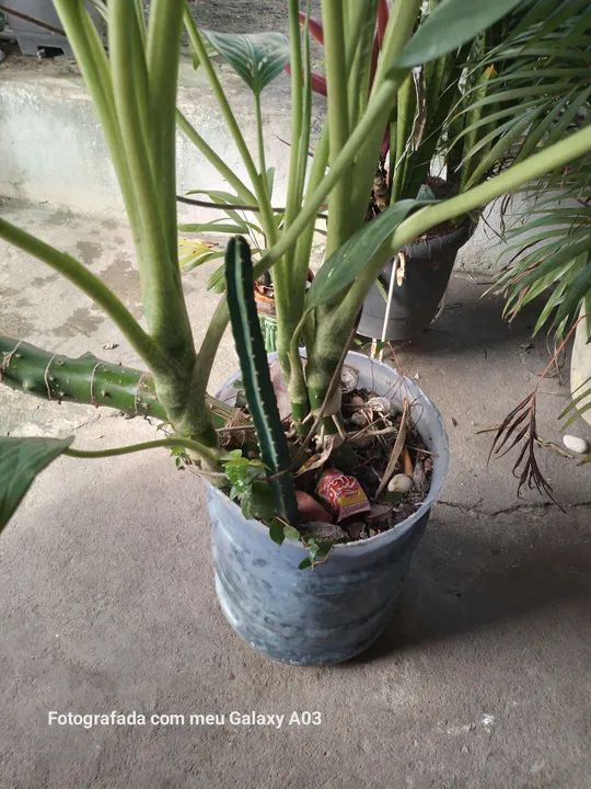 PLANTA COMIGO NINGUÉMPODE - Foto 4