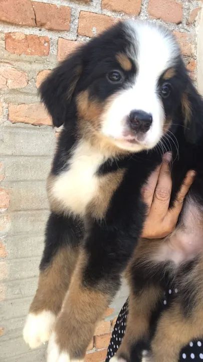 Filhote de Boiadeiro de Berna - Foto 4