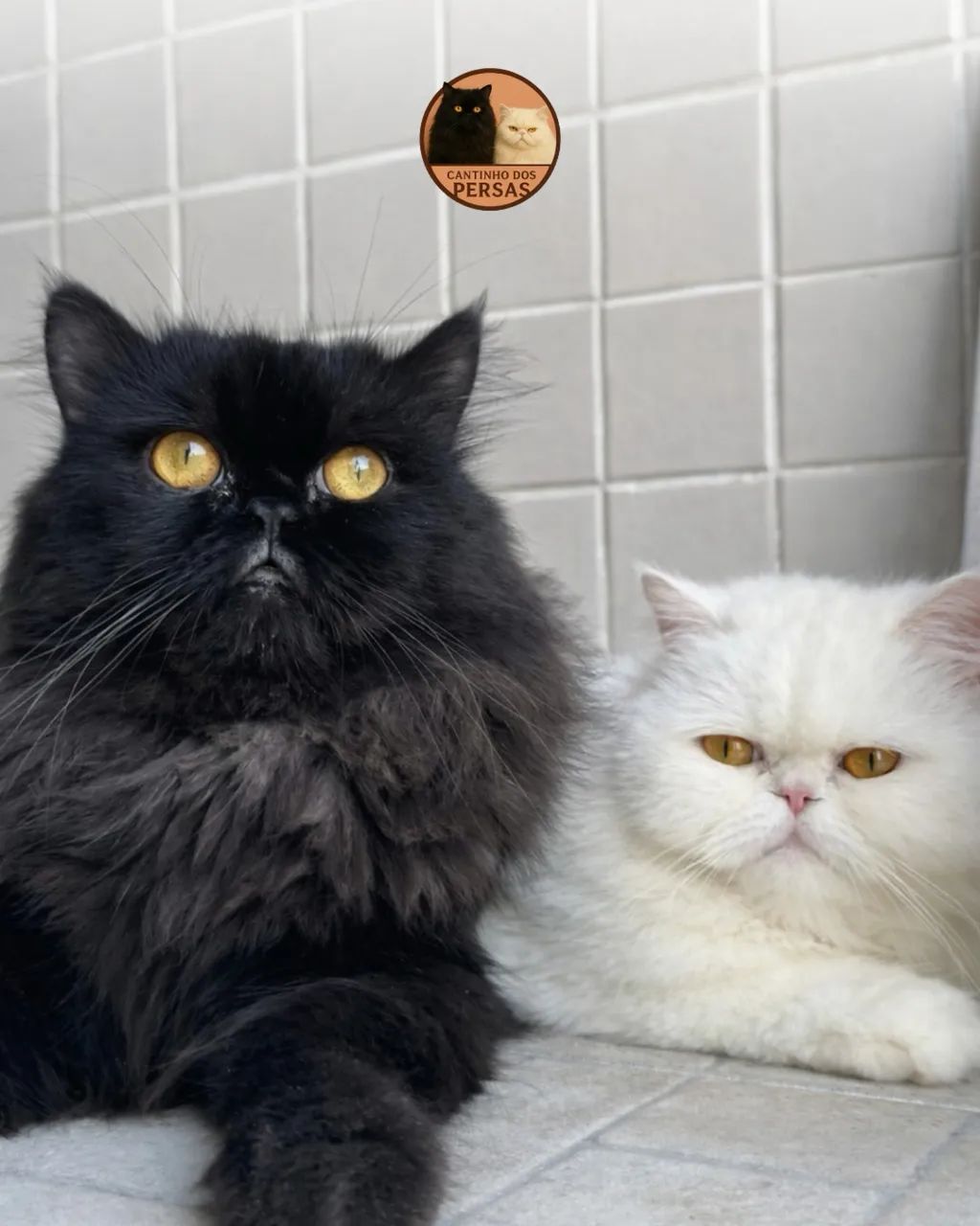 FILHOTES DE PERSA  - Foto 3