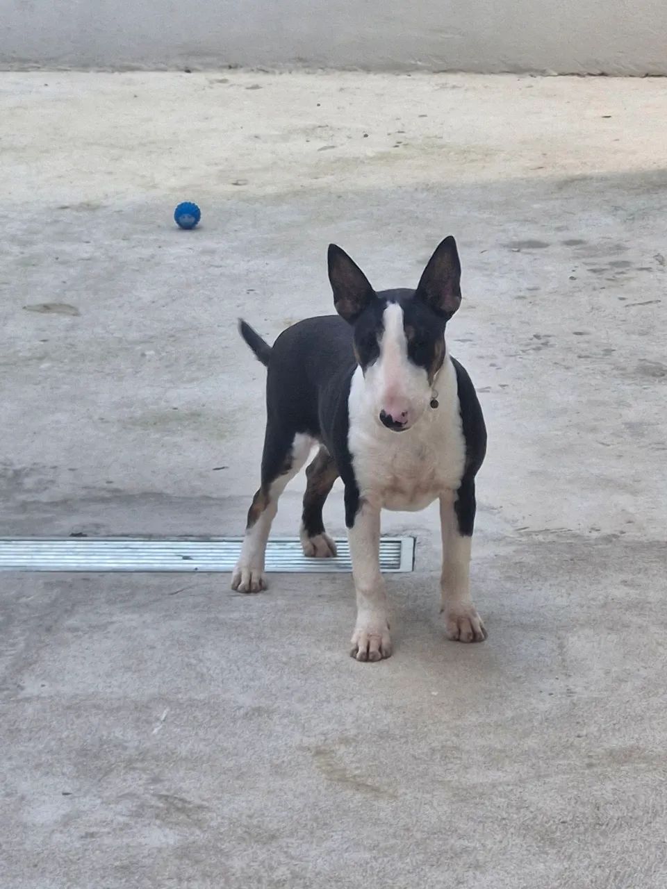 Bull Terrier Inglês - Adorável!