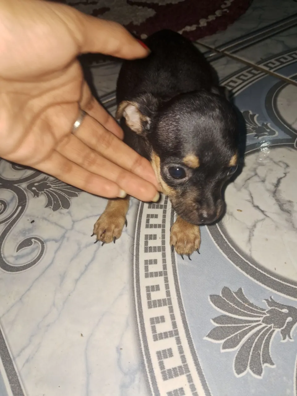 Filhote de Pinscher 01 para vender, temos 3 machos. Telefone: *