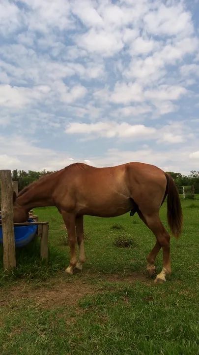 Mangalarga marchador - Foto 4