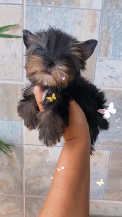 Yorkshire Micrinhos Fêmeas e machos Leia! Aceito cartão  - Foto 3