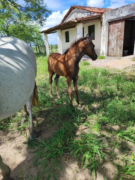 Potro Mangalarga Marchador Neto de Haiti cachubiense  - Foto 3