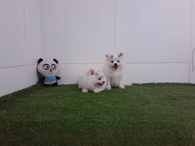 Lindos Lulu da Pomerania anão com procêdencia - macho e fêmea