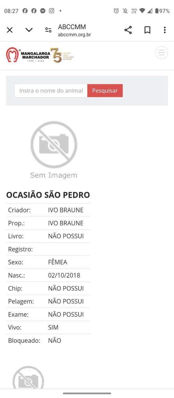 Égua mangalarga de pista (com premiação)  - Foto 3