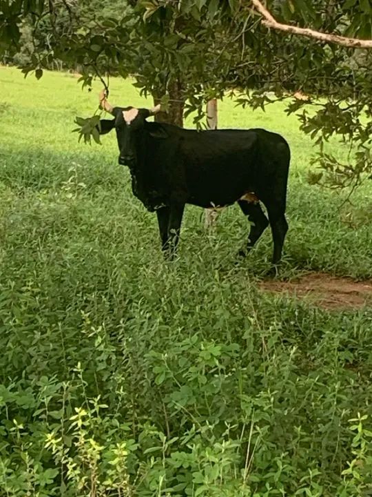 Vendo 6 vacas para engorda ou cria