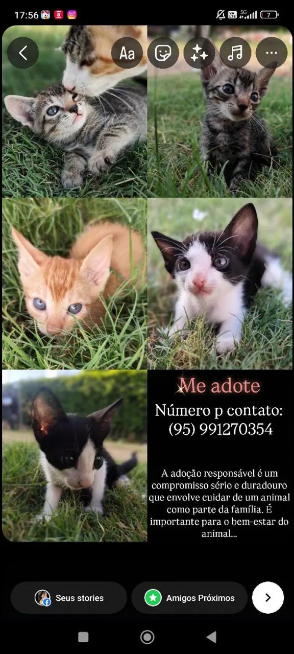 Gatinhos fofinhos para adoção responsável