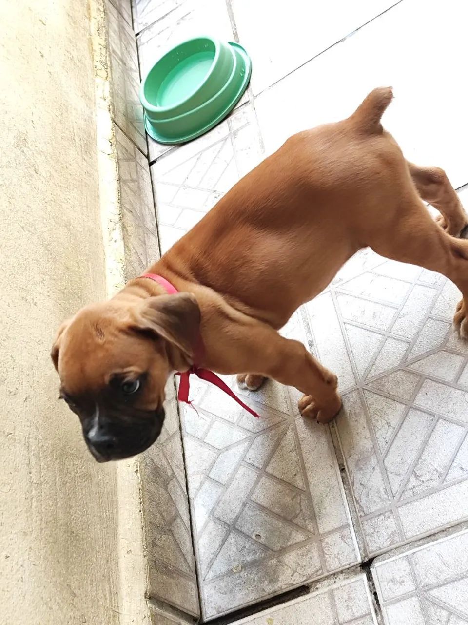 Filhotes de Boxer macho  - Foto 5