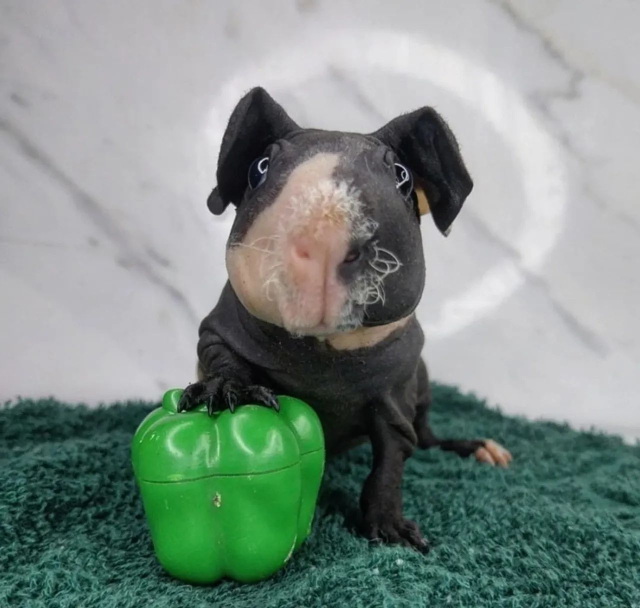 Porquinho da índia preto e branco - Foto 2