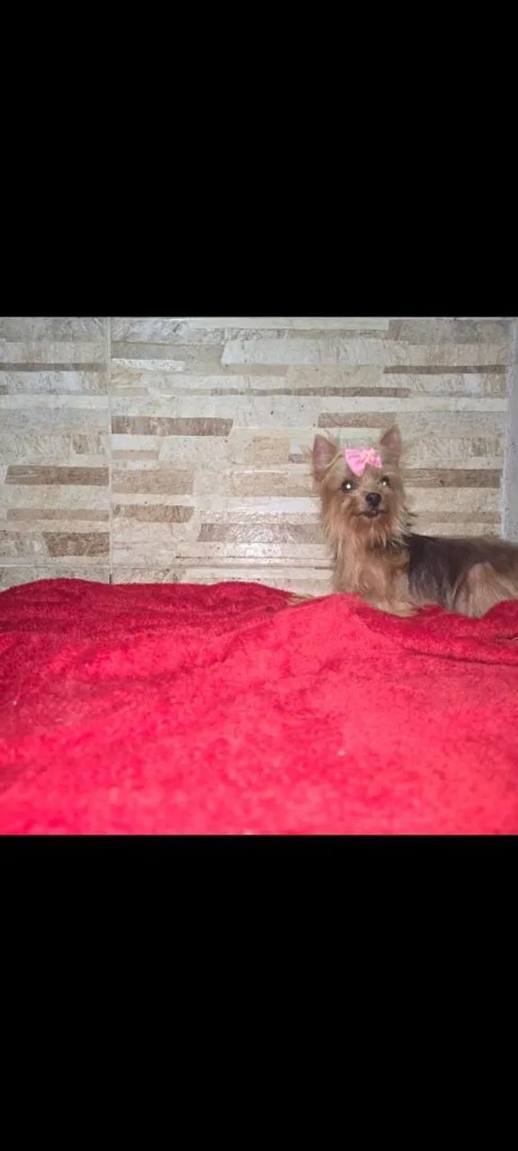 Yorkshire Terrier Fêmea Porte Pequeno 