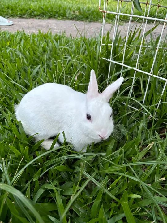 Coelho branco fêmea - Foto 2