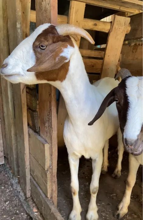 Vendo três cabras bôer puras 