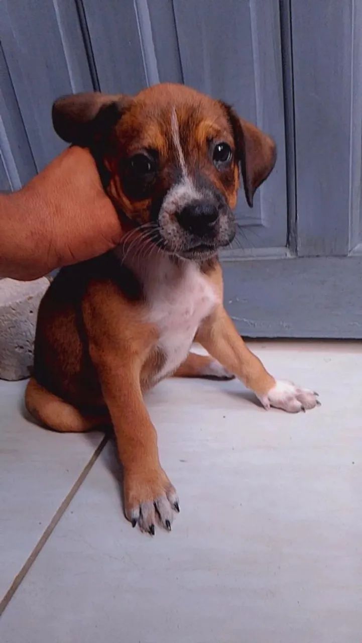 Pitbull tradicional  - Foto 3