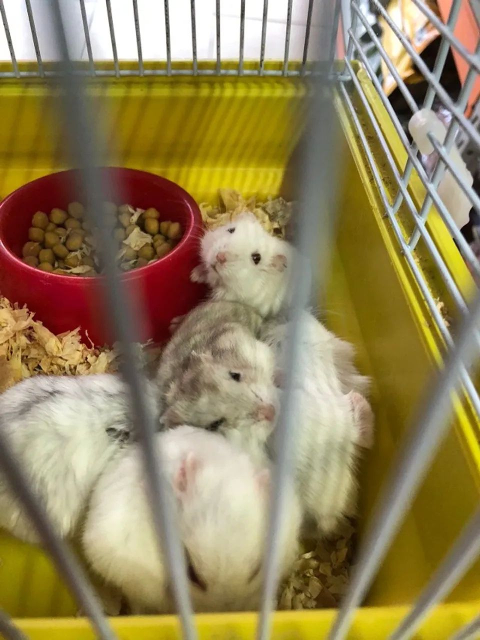 Hamster-Anão-Branco - Foto 2