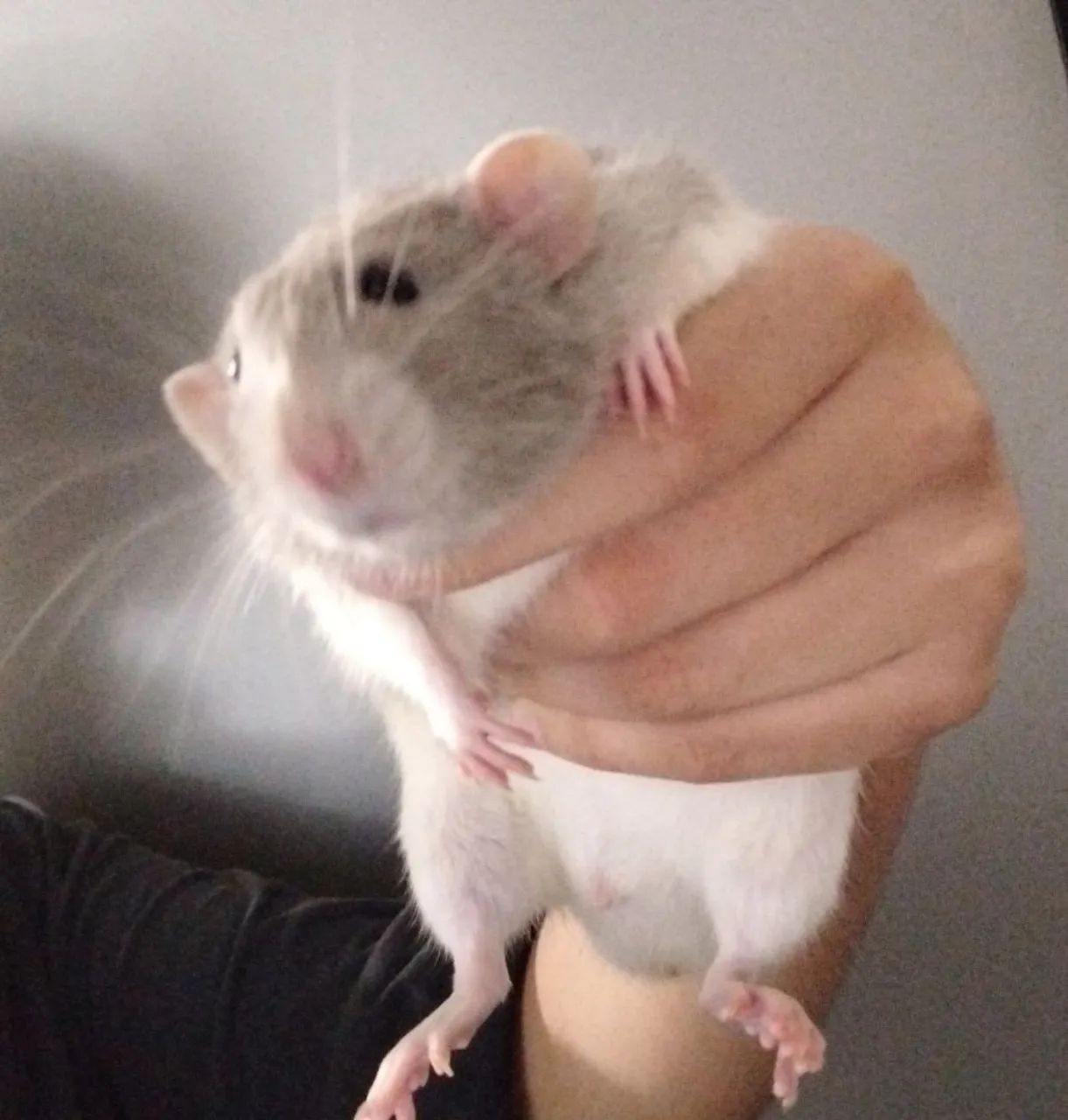 Rato Twister para adoção