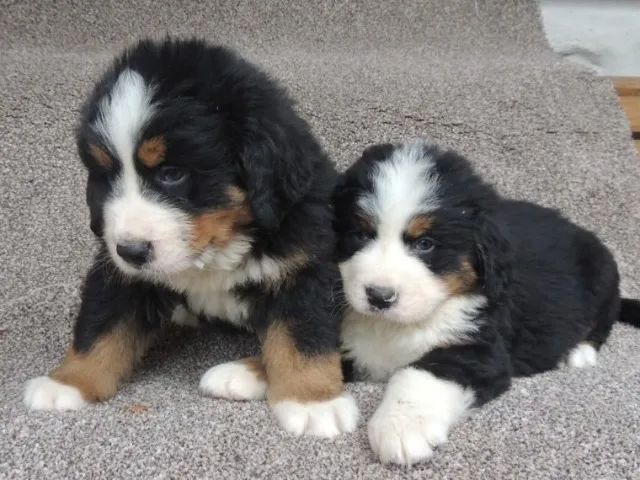 Bernese Mountain dog - Lindo casal - Adquira conosco, atendimento 24 hrs