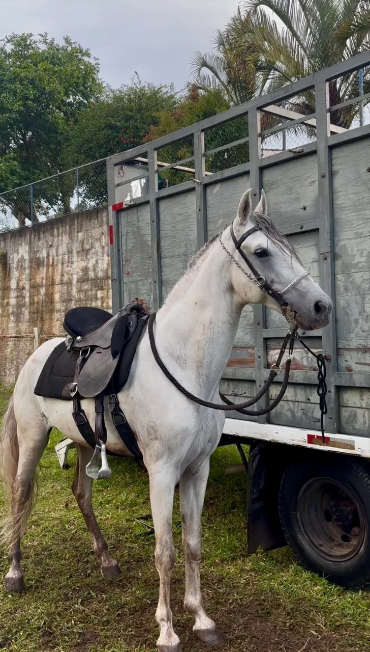 Cavalo garanhao mangalarga marchador