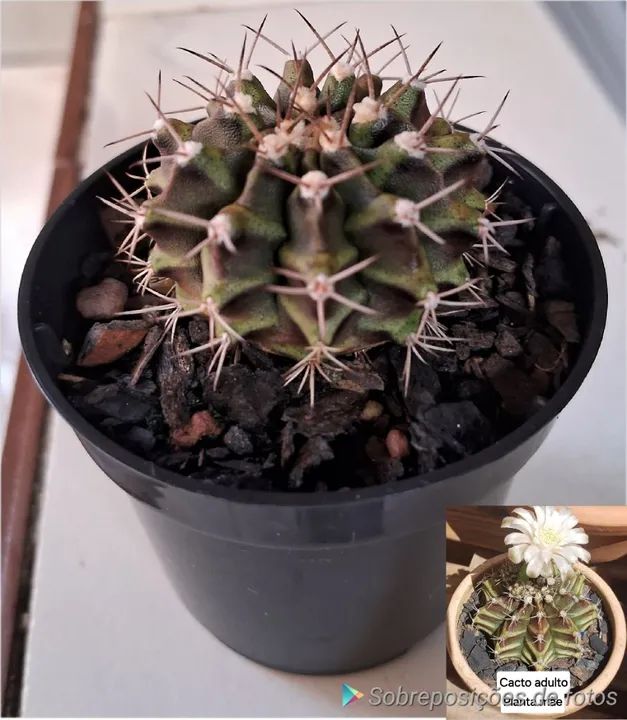 Mudas de cacto Gymnocalycium