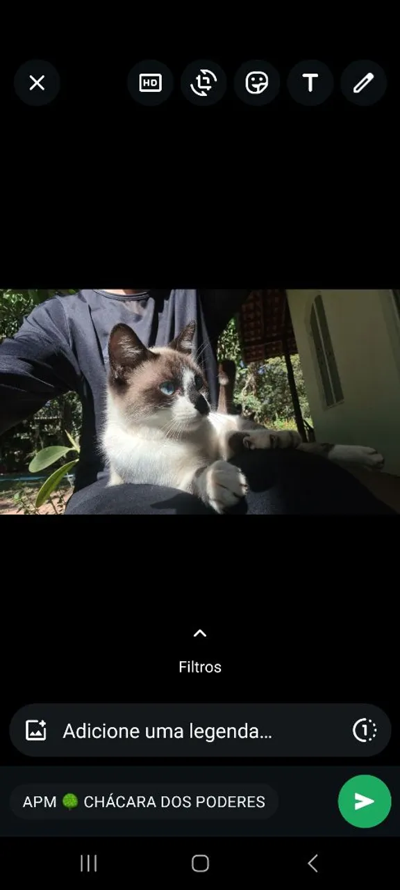 Gatinho Siames para adoção