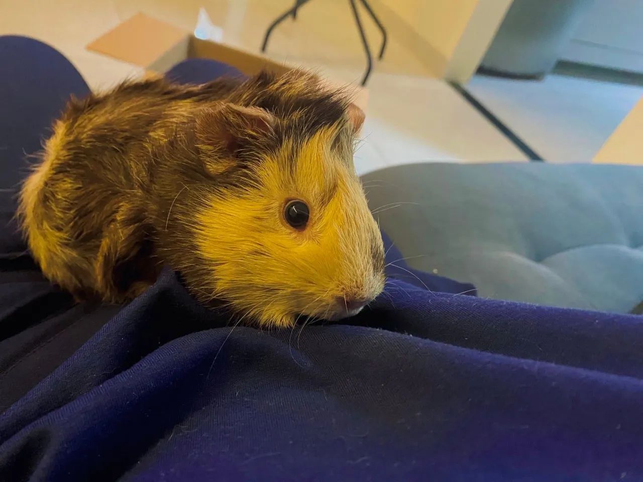 Porquinhos da índia  - Foto 6