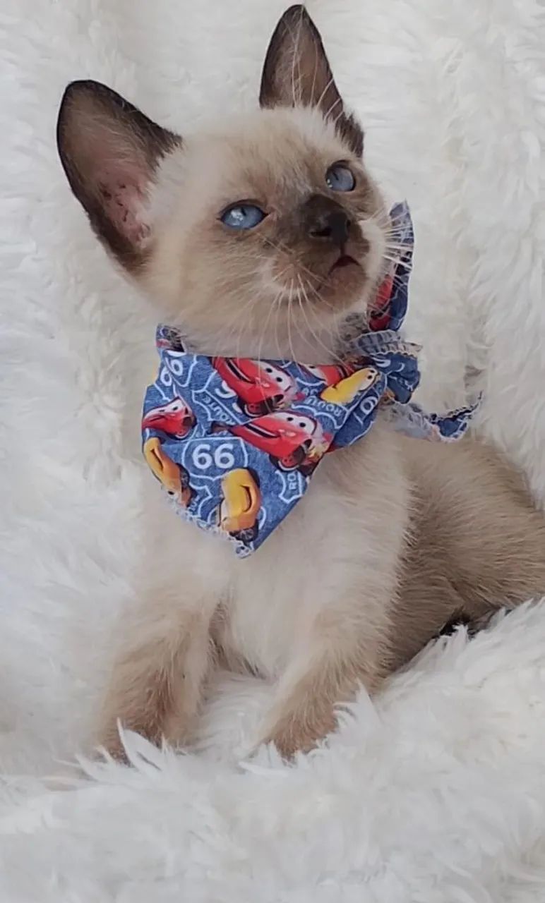 Gato snowshoe com 2 meses  - Foto 2