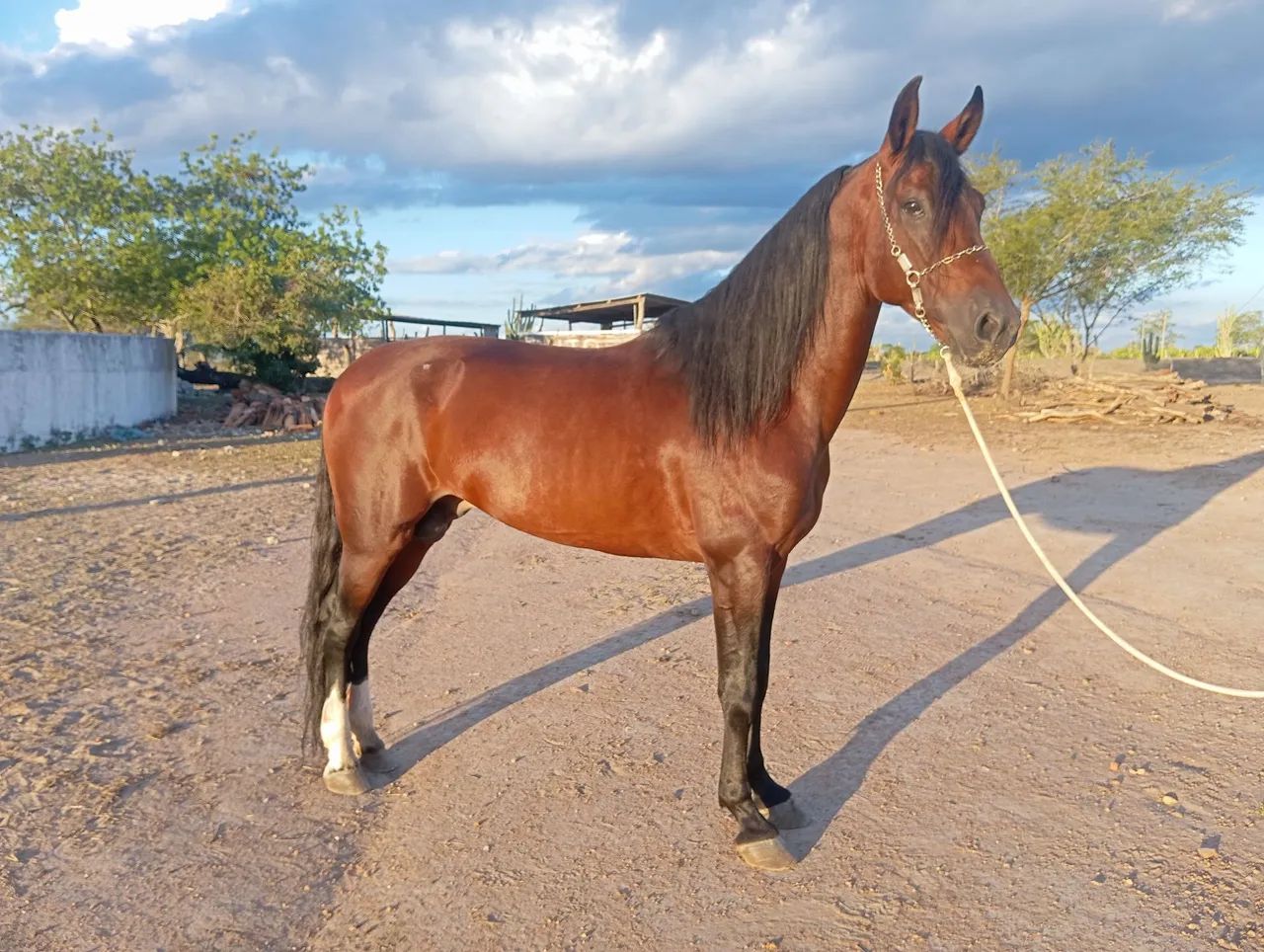 Vendo cavalo filho do Amado Ipê  - Foto 2