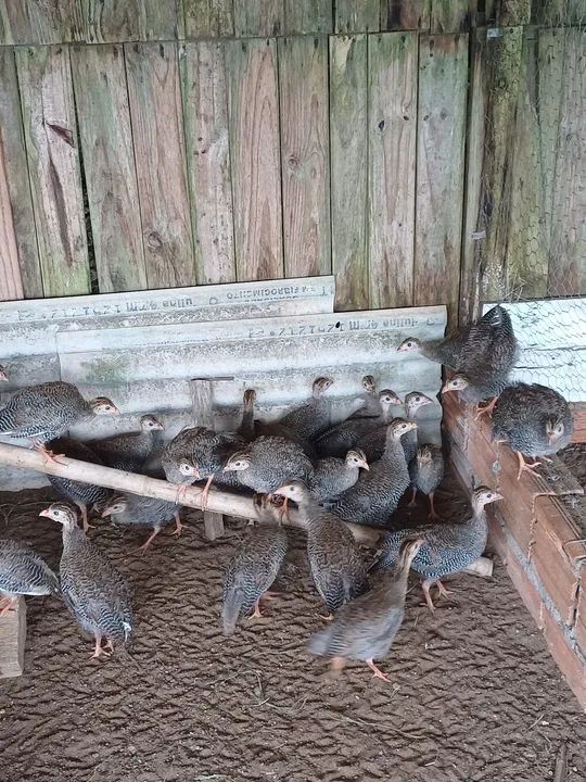 galinhas d'angola  - Foto 2