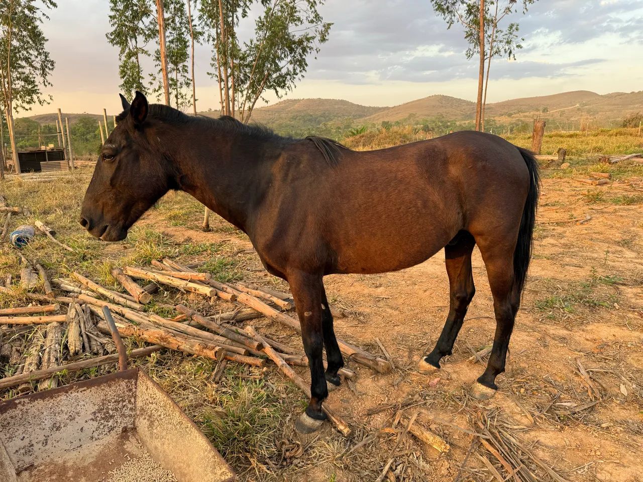 Animais para agropecuária no Brasil