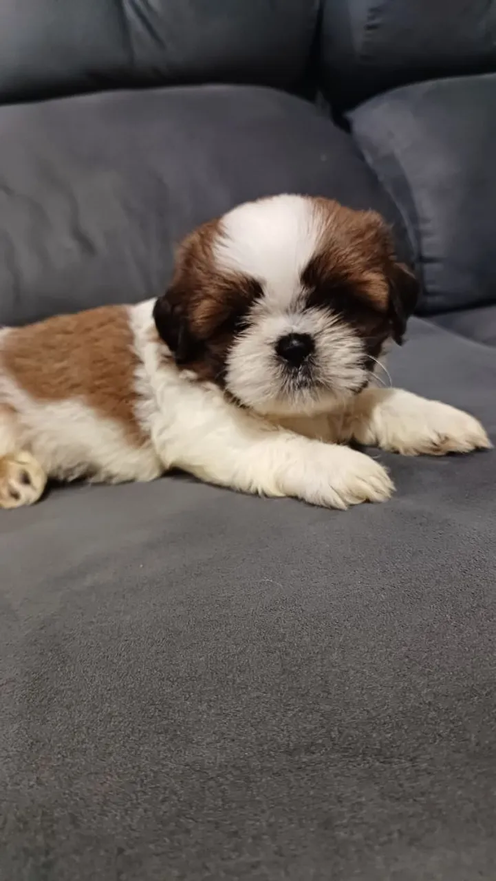 Filhote de Shih Tzu 800