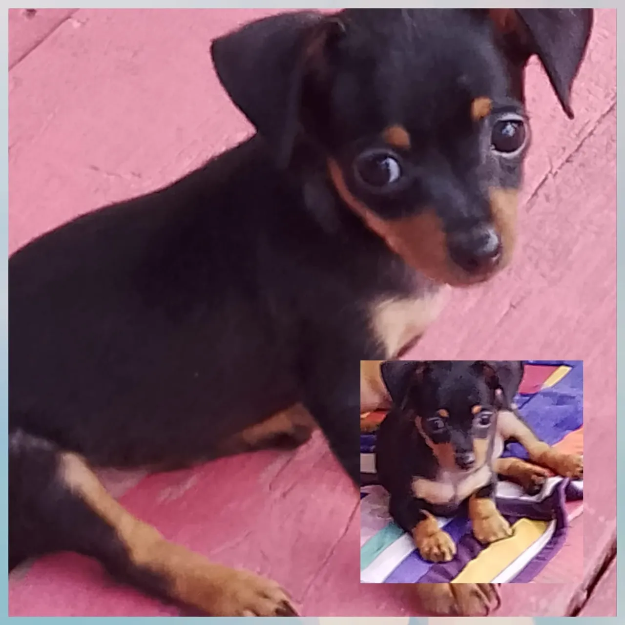 Vendo filhote Cachorro pinscher fêmea