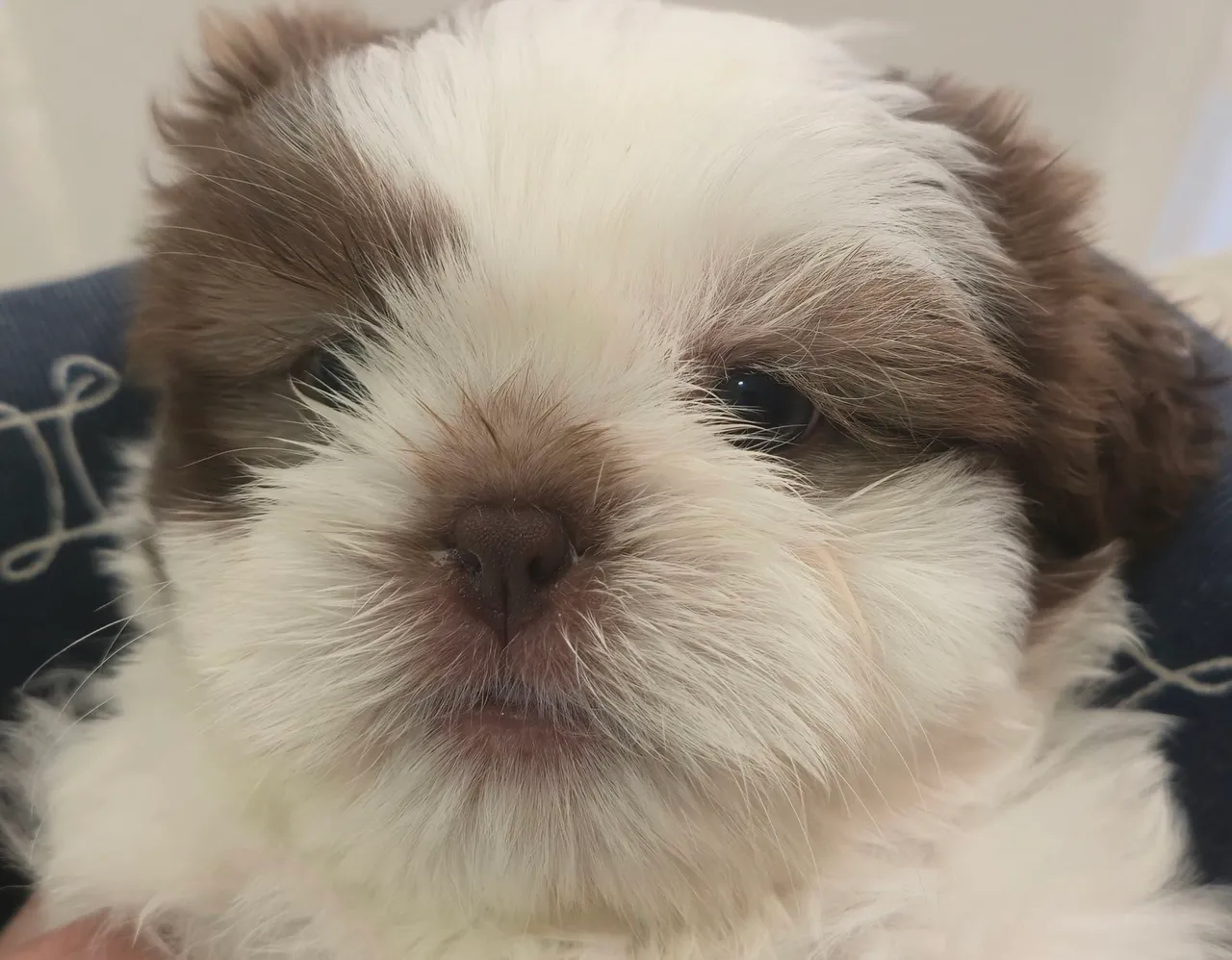 Shih Tzu Macho de Olhos Verdes