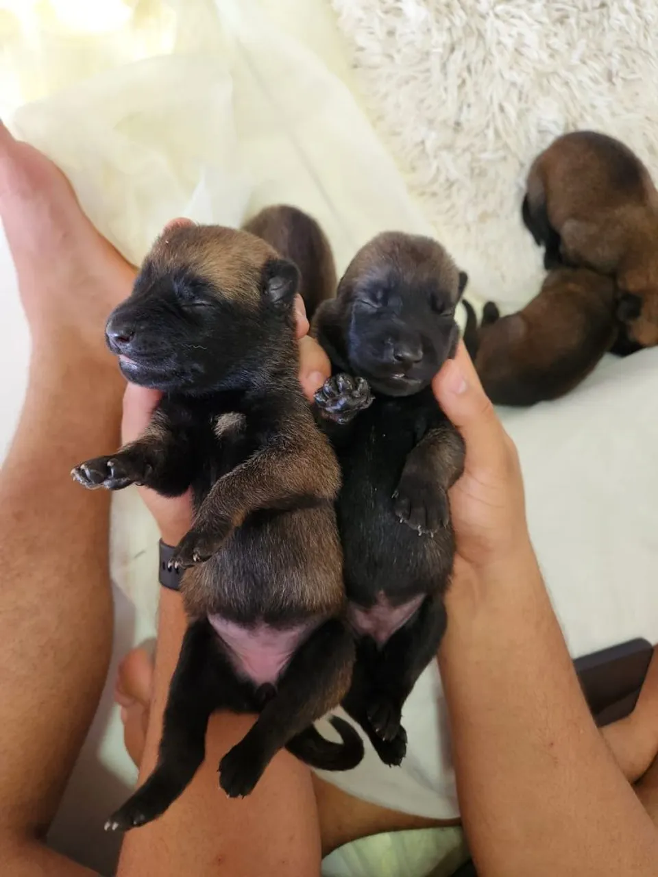 Filhotes de Pastor Belga Malinois