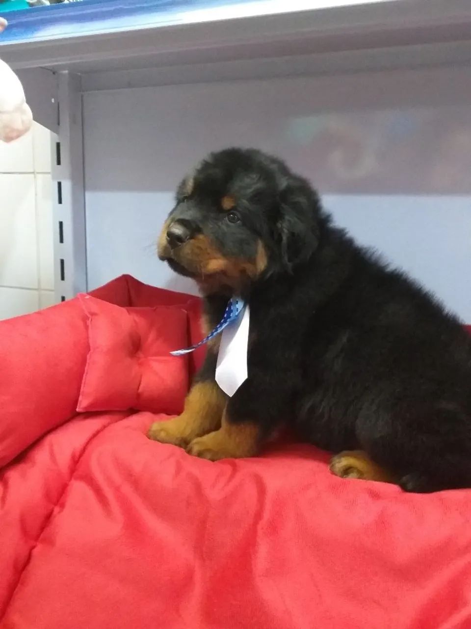 Rottweiler cabeça de tou com pedigree CBKC - Foto 2