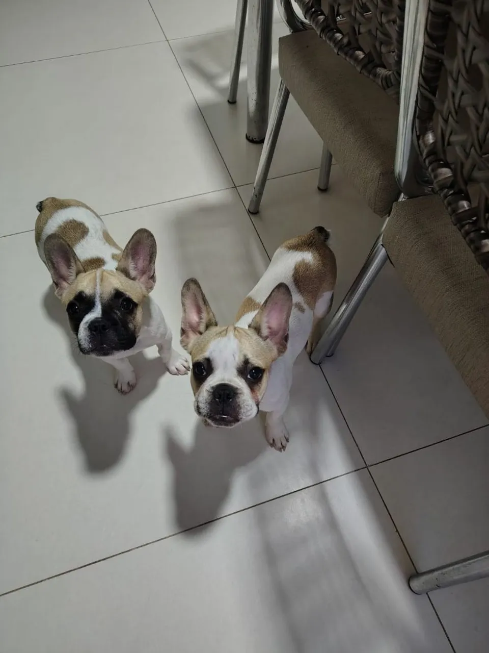 Bulldogue Francês - Machos Disponíveis