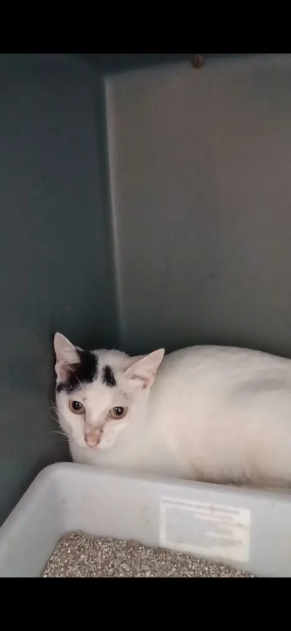 Transforme a dor em amor: adote esta gata castrada e faça a diferença!