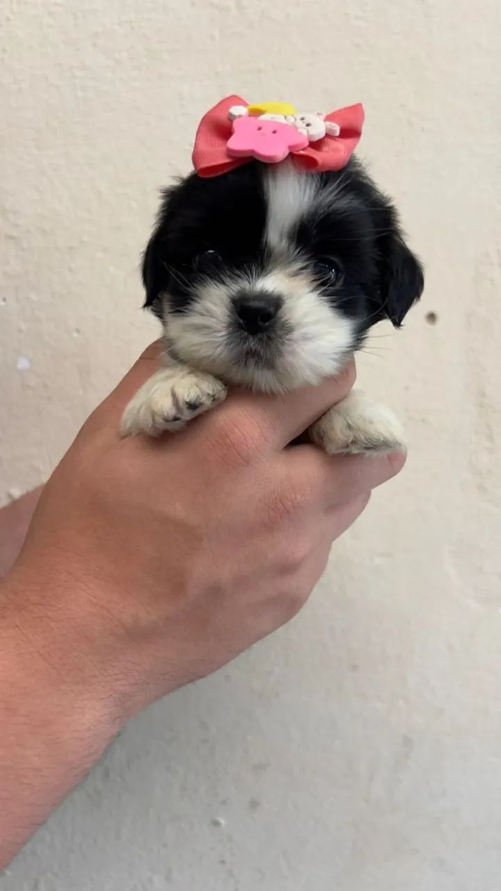 lindos filhotes de shih tzu mini vale a pena conferir 