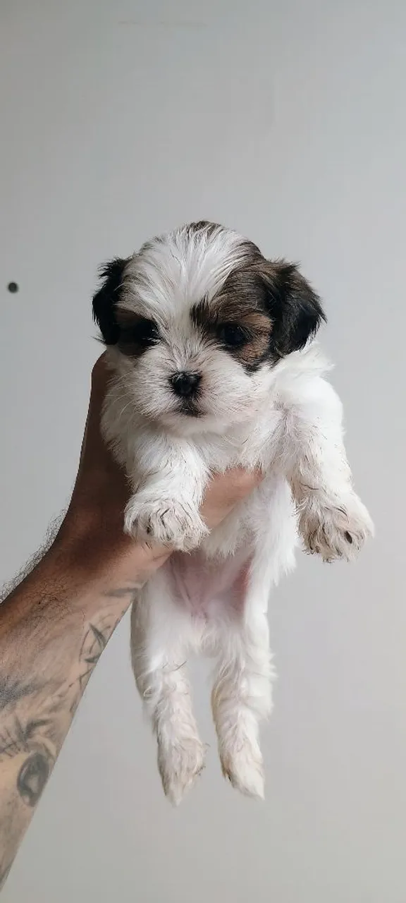 Filhote Shihtzu Mini