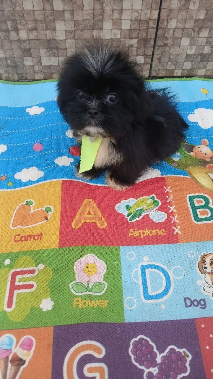 Shih Tzu Filhotes a venda 2mese